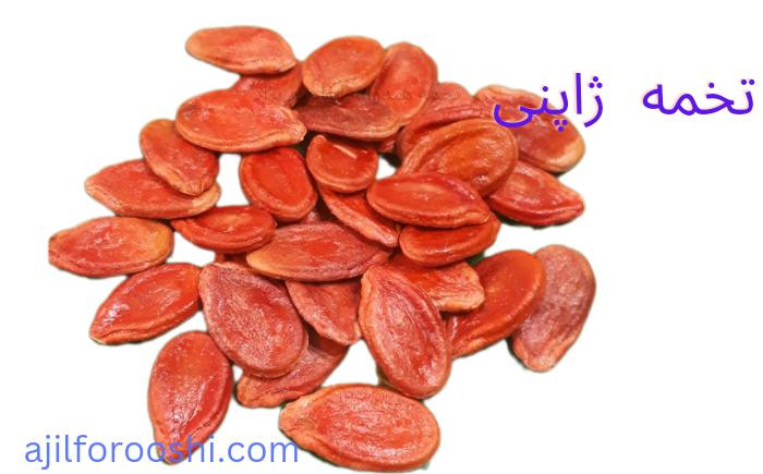 قیمت و خرید تخمه جاپانی یا ژاپنی ابراهیم نژاد