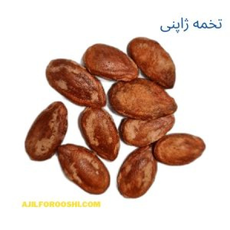 تخمه ژاپنی